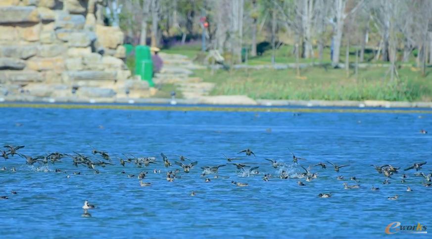 在中石油大庆保护地自在栖息的鸟群