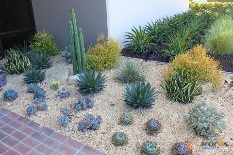 VITATECH门口种植的热带植物