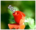 £SOAѿ